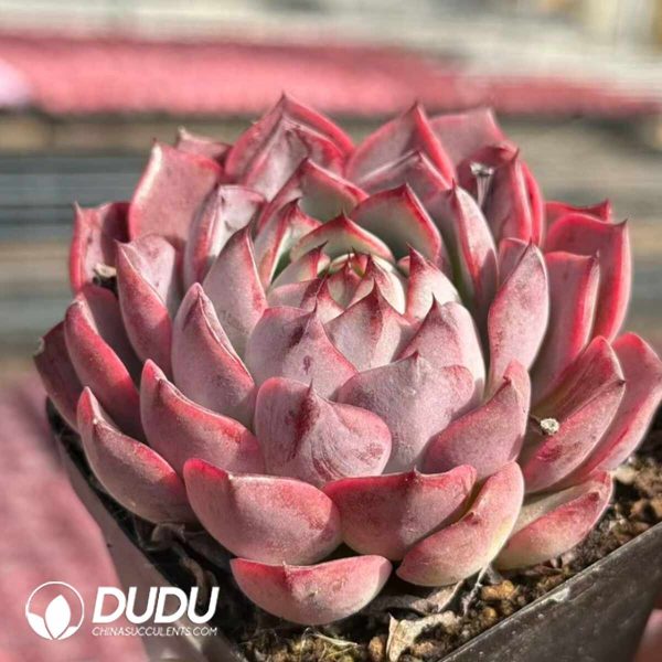 Echeveria Mo Yin - Image 2