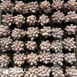 Graptopetalum Potato - Image 2