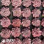 Echeveria Pink Temptation - Image 2