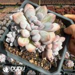 Pachyveria Perfume Clustering (3 heads +) - Image 2