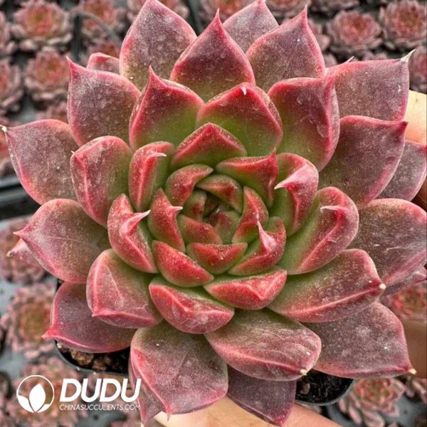 Echeveria Orange Purple Jam - Image 2