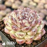 Echeveria Ant Storm - Image 2