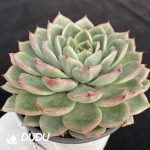 Echeveria Agavoides Floriana - Image 2