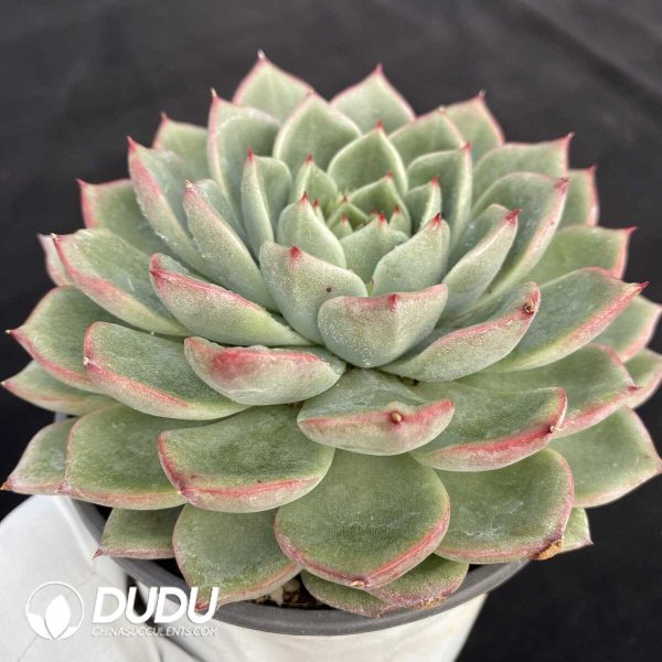 Echeveria Agavoides Floriana - Image 2