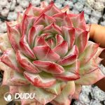 Echeveria Yves Piaget Rose - Image 2