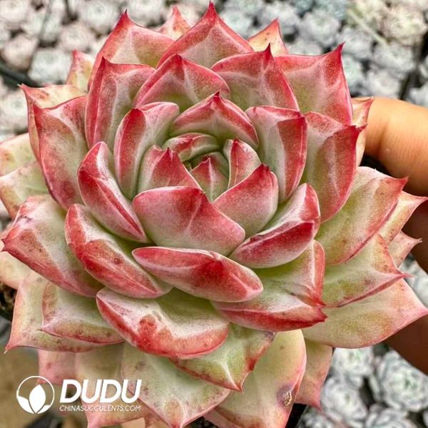 Echeveria Yves Piaget Rose - Image 2