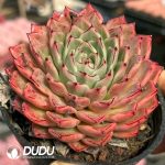 Echeveria Breakpoint - Image 2