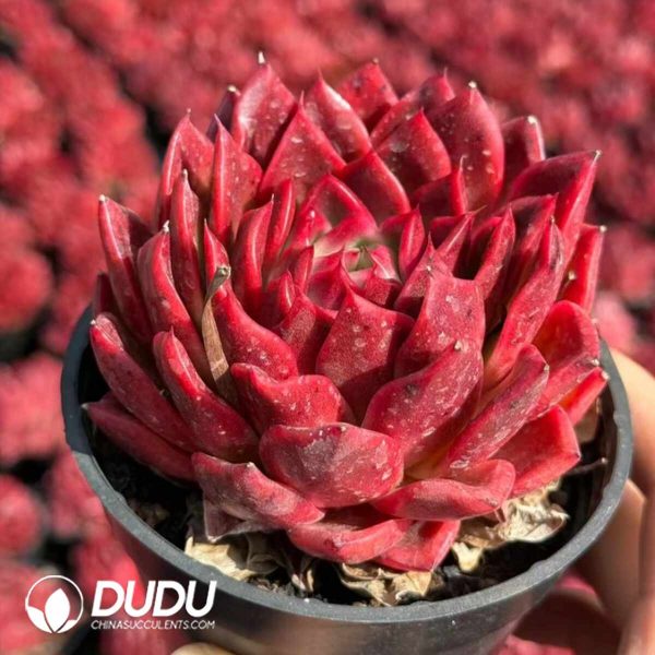 Echeveria Phantom - Image 2