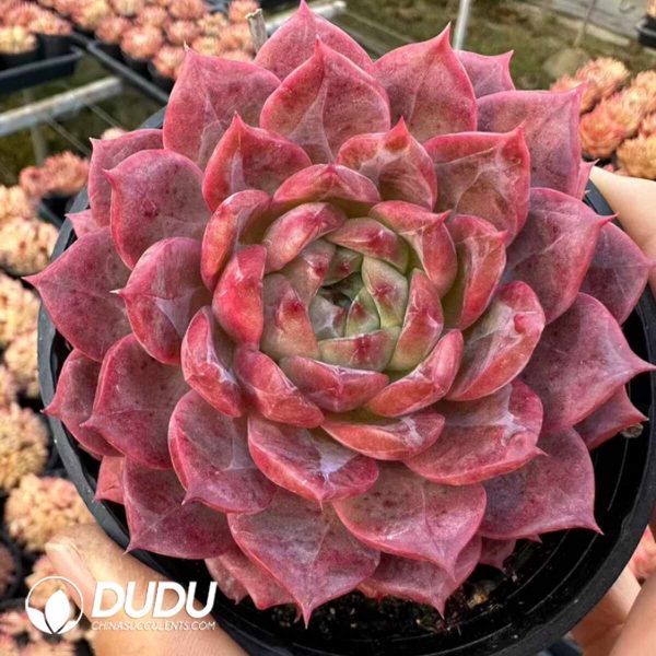 Echeveria Cherry - Image 2