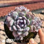 Echeveria Mist Garden Clustering - Image 2