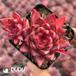 Echeveria Laura - Image 2