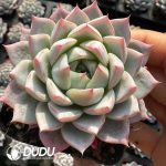Echeveria Lark - Image 2