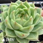 Echeveria Carousel - Image 2