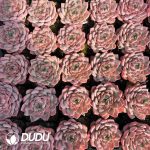 Echeveria Cherry Blossom Wine - Image 2