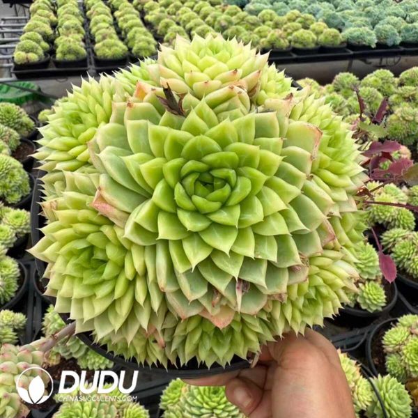 Echeveria Xiangse Clustering - Image 2