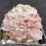 Echeveria Apparition - Image 2