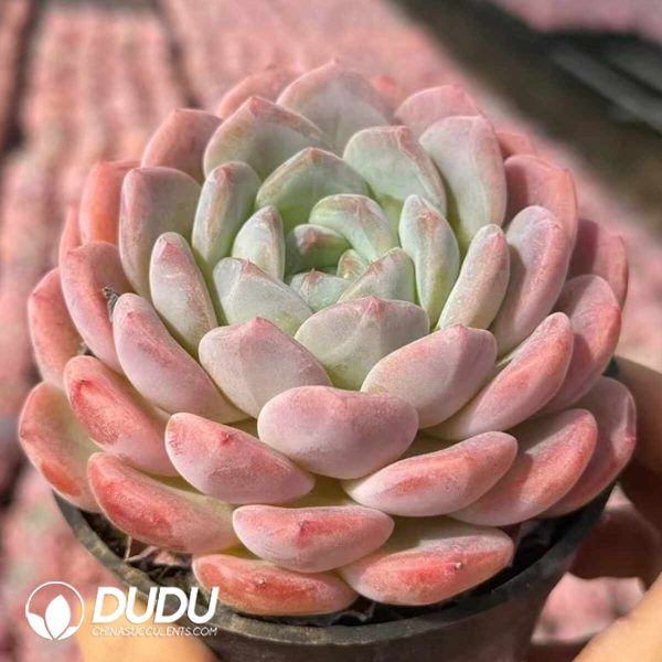 Echeveria White diamond - Image 2