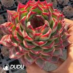 Echeveria Mo Kui - Image 2