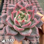 Echeveria Libra - Image 2