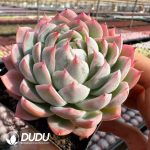 Echeveria Fairy Claw - Image 2