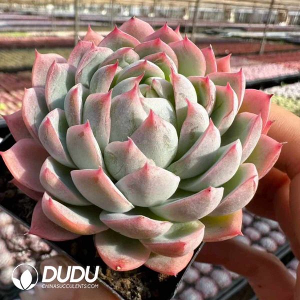 Echeveria Fairy Claw - Image 2