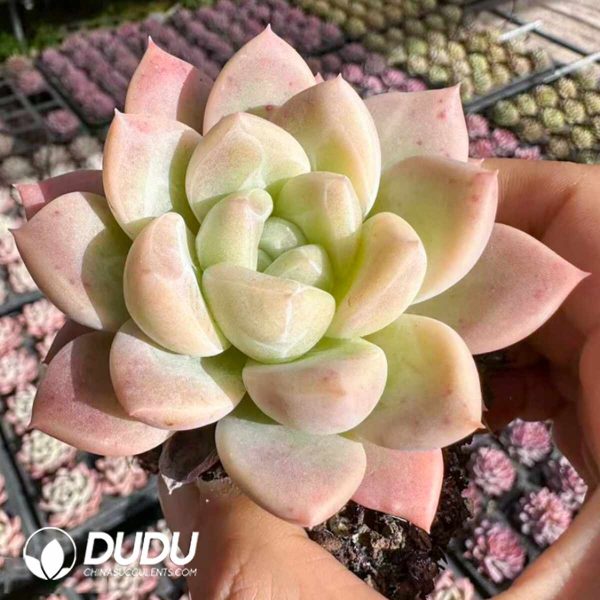 Echeveria White Yulan - Image 2