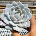 Echeveria Snow lotus - Image 2