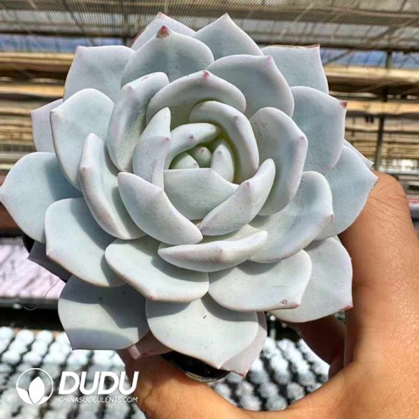 Echeveria Snow lotus - Image 2