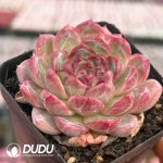 Echeveria Wang Qing Princess - Image 2