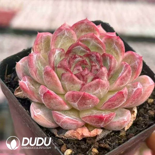 Echeveria Wang Qing Princess - Image 2