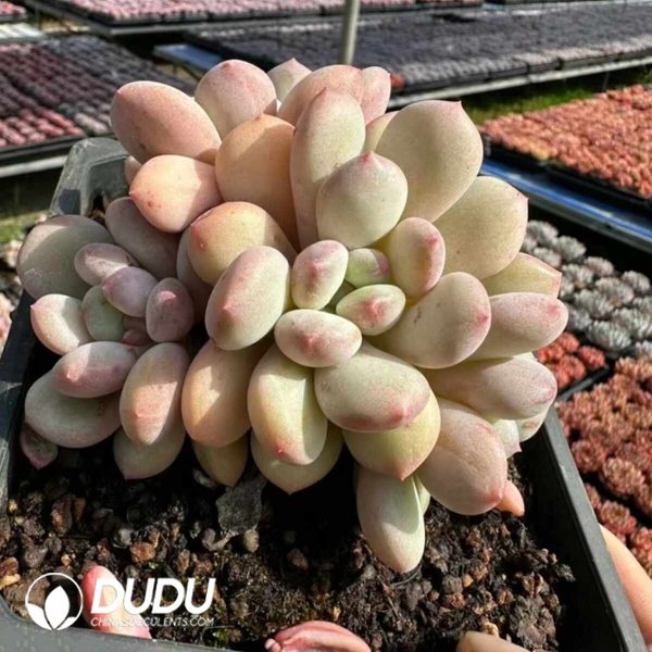 Pachyphytum Happy Candy - Image 2