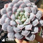 Echeveria Flowing Light Harp - Image 2