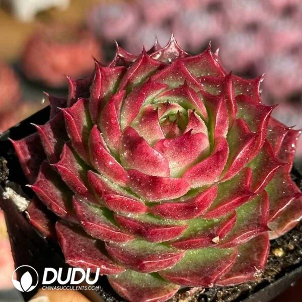 Echeveria Magician - Image 2