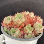 Echeveria Red Wine Peach - Image 2