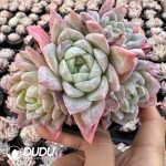Echeveria Himalaya (Random Heads) - Image 2