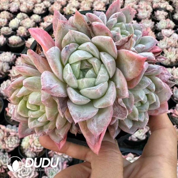 Echeveria Himalaya (Random Heads) - Image 2