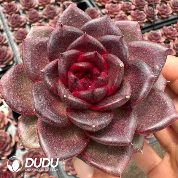 Echeveria Norwegian Wood - Image 2