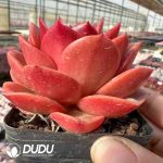 Echeveria Holiday Princess - Image 2