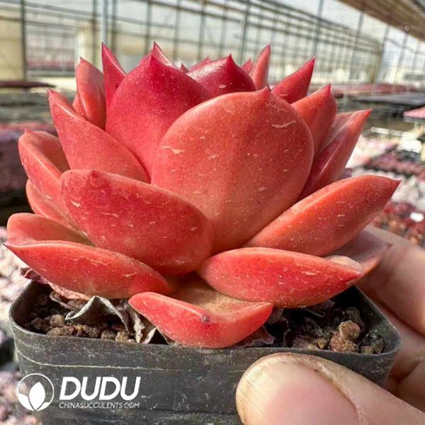 Echeveria Holiday Princess - Image 2