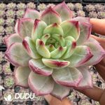 Echeveria Six Meridians Divine Sword - Image 2