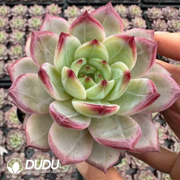 Echeveria Six Meridians Divine Sword - Image 2