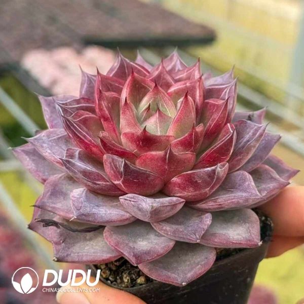 Echeveria Single Glance Lasts Lifetime. - Image 2