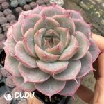 Echeveria Magic Mirror - Image 2
