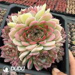 Echeveria Nightingale Clustering - Image 2