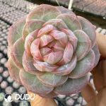 Echeveria The Old Buddha - Image 2