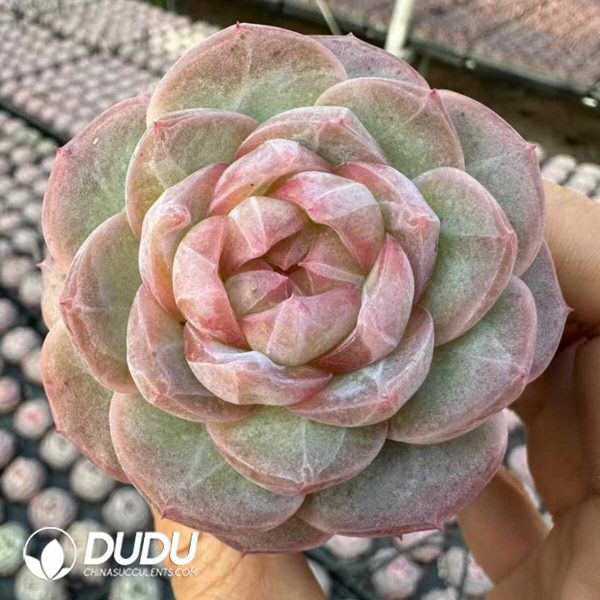 Echeveria The Old Buddha - Image 2