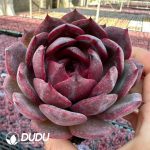 Echeveria Xuanfeng - Image 2
