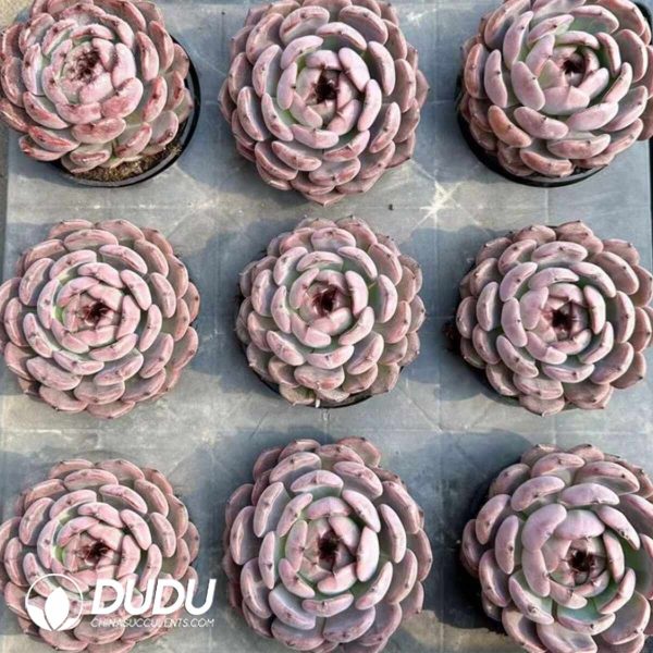 Echeveria Purple Sandalwood - Image 2