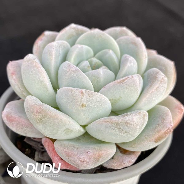 Echeveria Jade Butterfly - Image 2