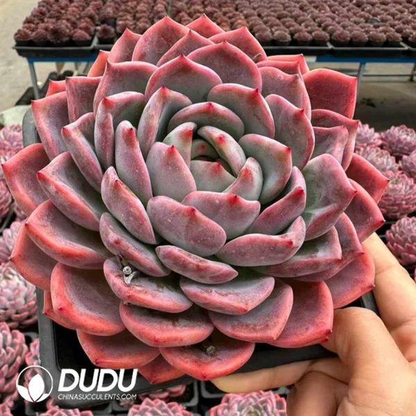 Echeveria Pink Memories - Image 2
